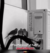 عشق مراقبت میخاد🫠. .