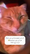 بمولا ک این گربه میگ اره:))😂💔😐
