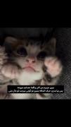 بیا بندازمت تو گونی ببرمت توروخداا...🥹✨