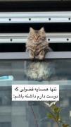 یکی از این گربه ها رو بدین منن برم:)🥲🥹
