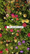 کاری که با زندگیم کردی...❤️🖇️