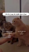 میزان حر گوش کن بودن ماها خودم ابانم 😂