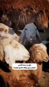 مخصو‌صا‌آدامس‌شیک‌موزی‌باشه‌..
