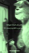 ولی من برای ادامه زندگی به یه سالیوان نیاز دارم