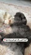 چنگده گوربهه نانازهههه........