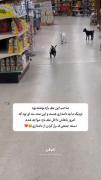 وای خدا چه گوگولیه ان اینا😍 
