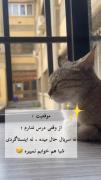 ولی خداییش اینطور نیست ؟🤣🤣🤣