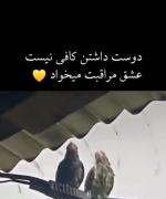 واقعا حیوانات از بعضی از ما انسان ها بیشتر فهم دارن