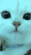 خرگوربا🥹🐱 .