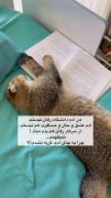 چرا من به جای آدم ، گربه نشدم ؟😂