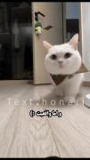 واقعیت بسی تلخ است مگه نننههههههه؟