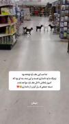 اکیپ باحال طنز خنده دار گووسی