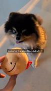 یونتان امیدوارم اون دنیا خوشحال باشی😥😭💔