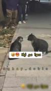 ......آخرش‌چرا‌ اینطوری‌شد....😂🔫