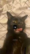 بهترین‍‌ دلیل زندگیم‍🌞🐈‍⬛..:)
