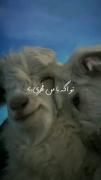عاشقانه دوستت داشتم عاشقانه دوستت دارم عاشقانه دوستت خواهم داشت🥰❤🙃