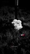 با همه حرف بزن. ولی به هیچ کس اعتماد نکن.🖤🥀