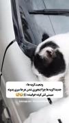 گورباه اینهمه بیخیال اخه ؟؟؟؟؟