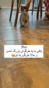 خرگوربا به این نازی و قشنگی:))