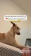 بهترین دوبله قرن - وقتی فکر می کنم صدای خودش نیست ناراحت میشم 😂😂😂😂