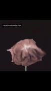 اون منو ازبین برد..‌ ‌‌ ‌ ‌ ‌ ‌ 