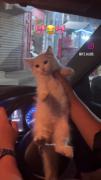 وای چه گ‍‍ربه ن‍‍‍‍‍‍‍‍‍‍‍‍‍ازی 🥹🤍