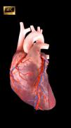 -Heart-🫀‌‌‌‌‌‌‌‌‌‌‌‌‌‌‌‌‌‌‌‌‌‌‌‌‌‌‌‌‌‌‌