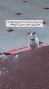 سر پناه بودن کار سختی نیست انسان بودن خیلی سخته:)!