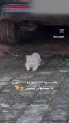 شما این ویدیو رو دوبار می‌بینید😍