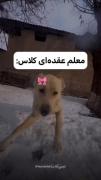 وضعیت معلم ها بعد از بازگشایی مدارس😂