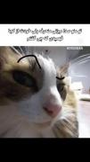 باشه من منحرف،تو از کجا فهمیدی من چی گفتم؟ 