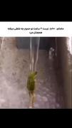 کی بلده خوب قرش بدههه ؟😔🤦🏻‍♀️🎀