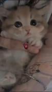 -وایب‌گورباااح>>💗✅️👼🏿🤌🏿✨️🎀💞🫀❤️🤍🫂🐈🐾