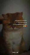 آره خلاصه🦦😂‌‌‌‌‌‌‌‌‌‌‌‌‌‌‌‌‌‌‌‌‌