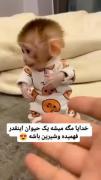 این‌ حیون فهمش از خیلی آدما بیشتره😂