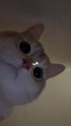 وای گورباه عشقه🥹✨‌‌‌‌‌‌‌‌‌‌‌‌‌