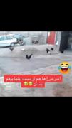 مرغای بدبختم عاجزن از دست اینا😂