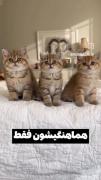 گربه ها عشقه منههه 😍😍😘😘❤️❤️