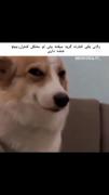 کیا اینطورین؟🫠😂 ‌‌‌‌‌‌‌‌‌‌