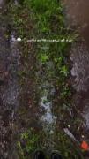 دلم میخواد حس ُ حالش‌ بخرم : ) )😭🍃