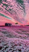 ویدیوی خام دشت پر از گل برای ادیت و استوری هاتون🌸🌸🌸🌸🌸