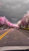 برای چند لحظه فقط زیبایی ببین 😍💖🌺