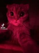 پیجیییی😔🐈✨‌‌‌‌‌‌‌‌‌‌‌‌‌‌‌‌‌‌