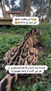 محبت آدما هم همینطوره؛ بزرگتر و مهربون تر