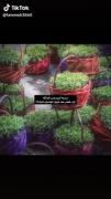 50روز‌تا‌عید🥲🤌🏻‌‌‌‌‌‌‌‌‌‌‌‌‌‌‌