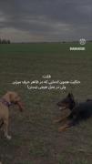 همتون حرف و ادعا بدون عمل.......