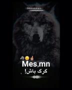 گرگ باش….👌! ،