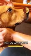 چه حیوان نجیب و فداکاری..........