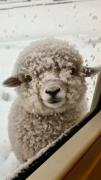 تا حالا ببعی یخ زده دیده بودی؟ 🧊🐑