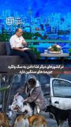 🔴هیچ کشوری برای نگهداری از سگ ولگرد، پول خرج نمی‌کند 